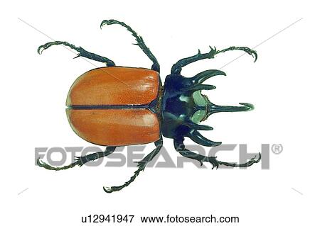 Insect, One Animal, Animal Limb, Beetle View Large Photo Image Stock Photo - Insect, One Animal, Animal Limb, Beetle. Fotosearch