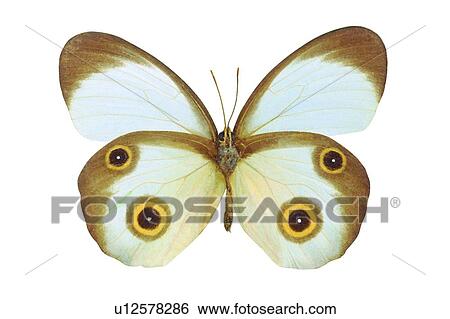 Stock Photograph - Insect, Spotted, Butterfly, Animal Themes. Fotosearch