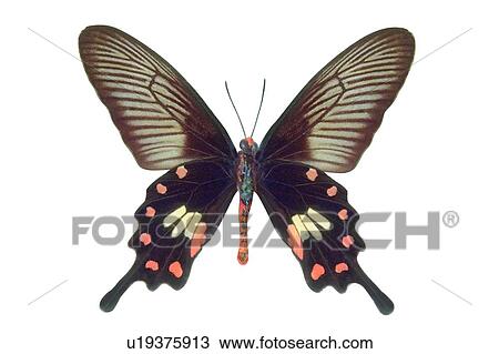 Stock Image - Multi-Colored, Animal Themes, White Background, One Animal, Antennae, Wildlife. Fotosearch