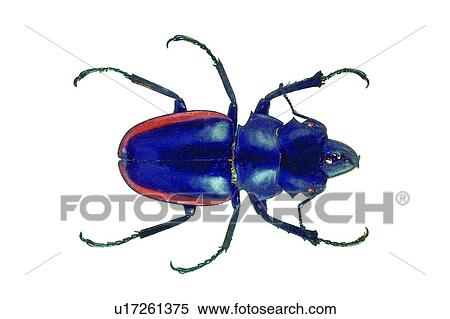 Stock Photography - Natural, Beetle, Black, Wildlife. Fotosearch