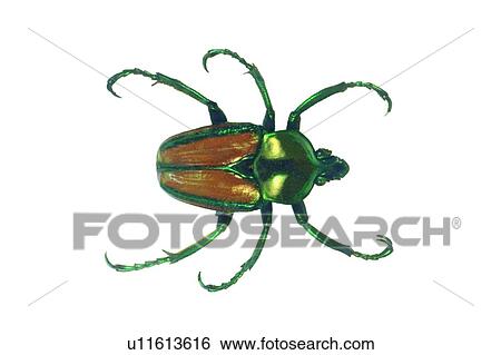 Natural, Black, Antennae View Large Photo Image Stock Photograph - Natural, Black, Antennae. Fotosearch