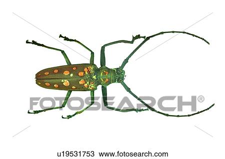 Natural, Cut Out, Green, Close-Up, Beetle, Animal Limb View Large Photo Image Stock Image - Natural, Cut Out, Green, Close-Up, Beetle, Animal Limb. Fotosearch