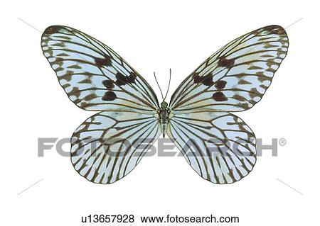 Stock Photo - Natural, Dead Animal, Animal Themes, Close-Up, Moth. Fotosearch