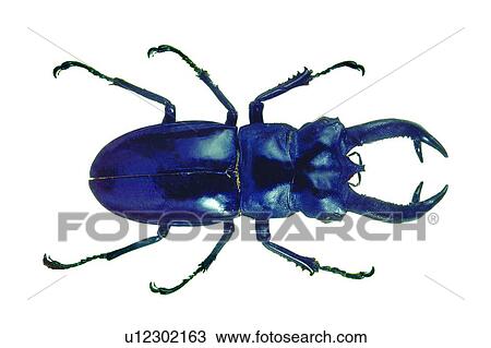 Stock Image - Natural, Dead Animal, Beetle, Cut Out. Fotosearch