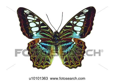Stock Image - Natural Pattern, Close-Up, Antennae, Wing, Beauty In Nature. Fotosearch