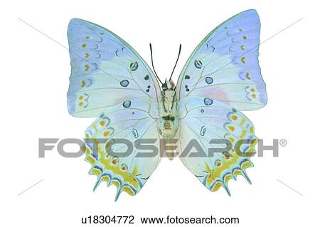 Stock Image - Natural Pattern, White Background, One Animal, Natural, Moth, Spread. Fotosearch