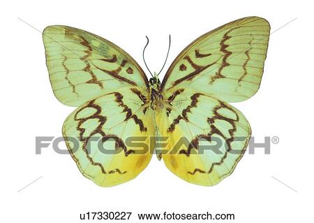Stock Photo - Natural, Wildlife, Colorful. Fotosearch