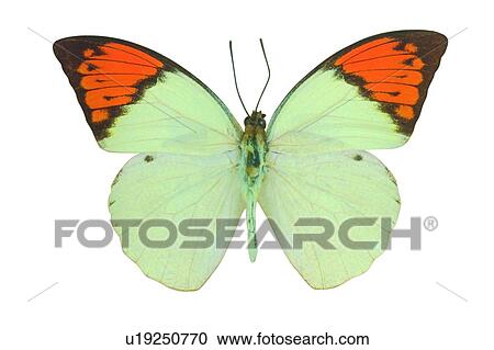 Stock Image - Nature, Black, Natural, Cut Out. Fotosearch