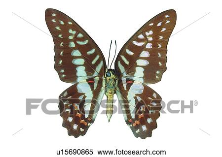 Stock Photography - Nature, Brown, Cut Out, Dead Animal, Spread, Multi-Colored. Fotosearch