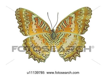 , Nature, Brown, Moth, Antennae View Large Photo Image Stock Photography - , Nature, Brown, Moth, Antennae. Fotosearch