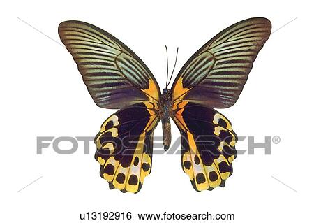 Stock Photograph - Nature, Spread, Wing, Wildlife, Moth, Natural Pattern. Fotosearch