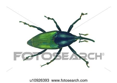Stock Image - Nature, White Background, Black, Dead Animal, Animal Limb. Fotosearch