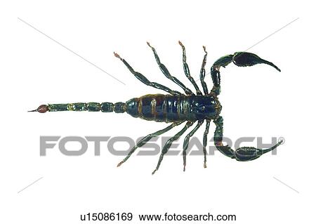 Nature, White Background, Close-Up, Animal Themes, One Animal View Large Photo Image Stock Photo - Nature, White Background, Close-Up, Animal Themes, One Animal. Fotosearch