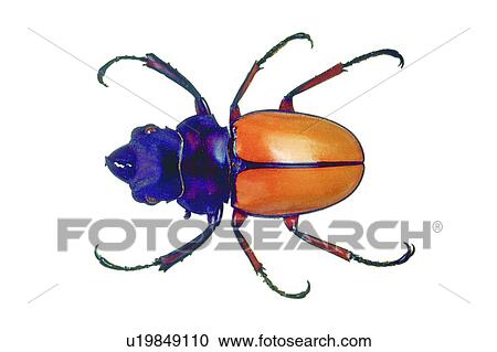 Stock Image - One Animal, Brown, Black, Hard Shell. Fotosearch