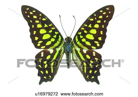 Stock Image - One Animal, Close-Up, Multi-Colored, Brown, Cut Out. Fotosearch
