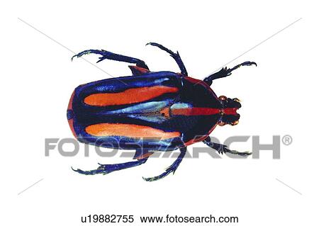 Stock Photography - One Animal, Hard Shell, Natural, Insect, Animal Themes, Nature. Fotosearch