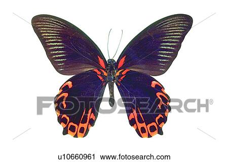 Stock Image - One Animal, Insect, Moth, Natural Pattern, Black, Beauty In Nature. Fotosearch