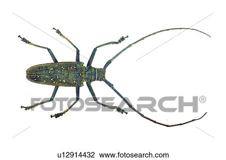 Spread, Natural, Insect, Cut Out, Animal Themes, Close-Up, Animal Limb View Large Photo Image Stock Image - Spread, Natural, Insect, Cut Out, Animal Themes, Close-Up, Animal Limb. Fotosearch