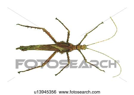 Tentacle, Close-Up, Insect, Beauty In Nature, Dead Animal View Large Photo Image Stock Photograph - Tentacle, Close-Up, Insect, Beauty In Nature, Dead Animal. Fotosearch