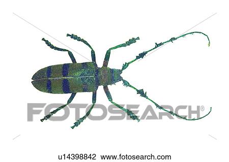 Tentacle, One Animal, Hard Shell, Natural, Cut Out, Nature View Large Photo Image Stock Image - Tentacle, One Animal, Hard Shell, Natural, Cut Out, Nature. Fotosearch