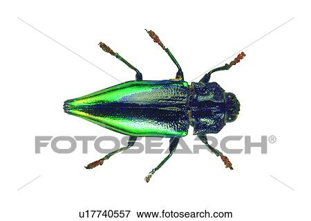 White Background, Natural, Green, Dead Animal, Insect, Nature View Large Photo Image Stock Photo - White Background, Natural, Green, Dead Animal, Insect, Nature. Fotosearch
