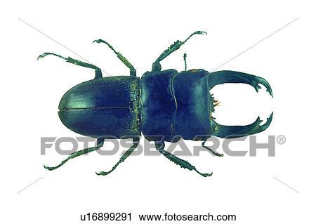 Stock Image - White Background, One Animal, Close-Up, Beetle, Dead Animal, Wildlife. Fotosearch