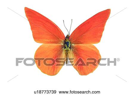, Wildlife, Natural, Cut Out, Close-Up View Large Photo Image Stock Photo - , Wildlife, Natural, Cut Out, Close-Up. Fotosearch
