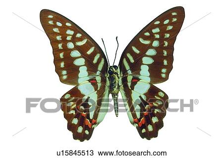 Stock Image - Wildlife, One Animal, Butterfly, Nature, Cut Out. Fotosearch
