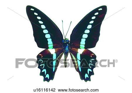 Wildlife, One Animal, Nature, Close-Up, Blue View Large Photo Image Stock Image - Wildlife, One Animal, Nature, Close-Up, Blue. Fotosearch