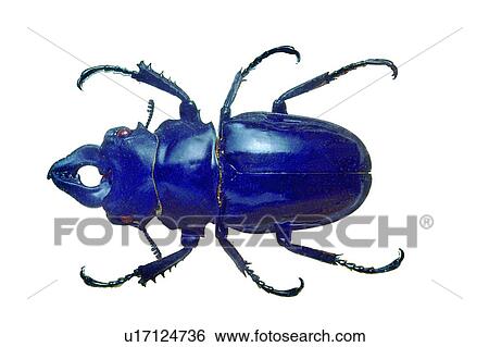Wildlife, White Background, Beetle, Animal Claw, Antennae View Large Photo Image Stock Photograph - Wildlife, White Background, Beetle, Animal Claw, Antennae. Fotosearch
