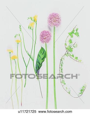 Stock Photography - background, flower, leaf, plant. Fotosearch