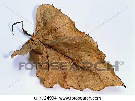 Picture - background, leaf, dried-up, plant. Fotosearch