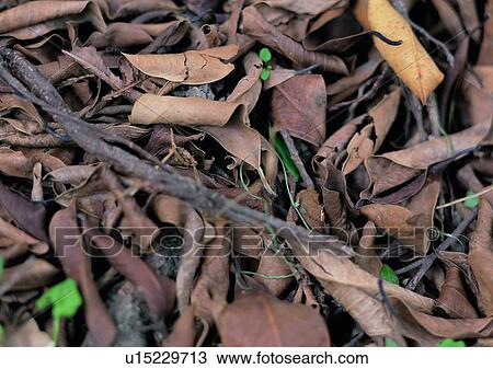 background, leaf, dried-up, plant View Large Photo Image Stock Image - background, leaf, dried-up, plant. Fotosearch