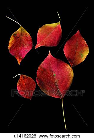 Stock Photo - background, leaf, plant, red. Fotosearch