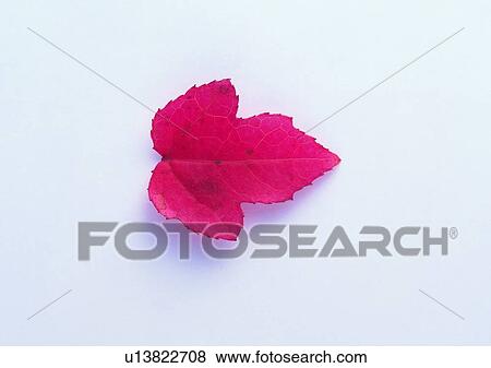 background, maple leaf, plant, leaf View Large Photo Image Stock Photo - background, maple leaf, plant, leaf. Fotosearch