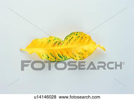Stock Photo - background, plant, leaf. Fotosearch