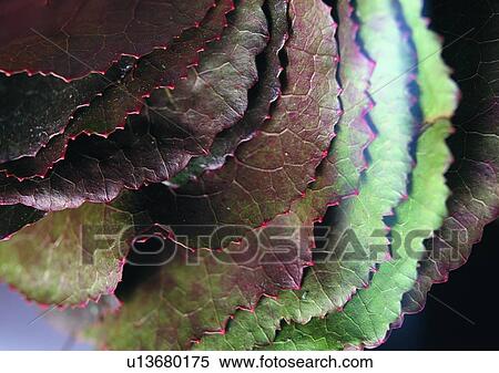 background, plant, leaf View Large Photo Image Stock Photography - background, plant, leaf. Fotosearch