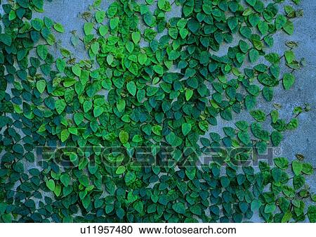 background, plant, leaf, wall, vine View Large Photo Image Stock Image - background, plant, leaf, wall, vine. Fotosearch