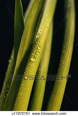 background, plant, leaf, water drop View Large Photo Image Stock Image - background, plant, leaf, water drop. Fotosearch