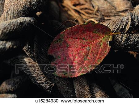 background, plant, root, leaf, fallen leaf View Large Photo Image Stock Image - background, plant, root, leaf, fallen leaf. Fotosearch
