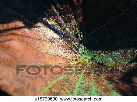 Stock Image - background, plant, water drop, leaf. Fotosearch