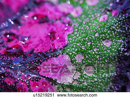 background, water drop, leaf, plant View Large Photo Image Stock Image - background, water drop, leaf, plant. Fotosearch