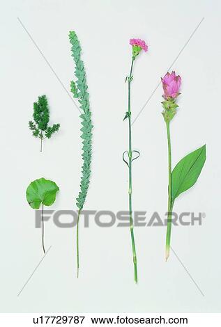 carnation, plant, background, leaf View Large Photo Image Stock Photo - carnation, plant, background, leaf. Fotosearch