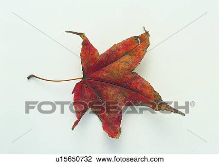 Stock Image - dried-up, plant, maple leaf, leaf, background. Fotosearch