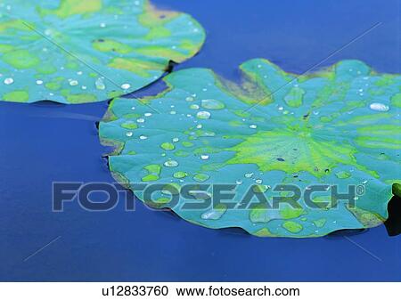Stock Image - lake, water drop, pond, leaf, plant, background. Fotosearch