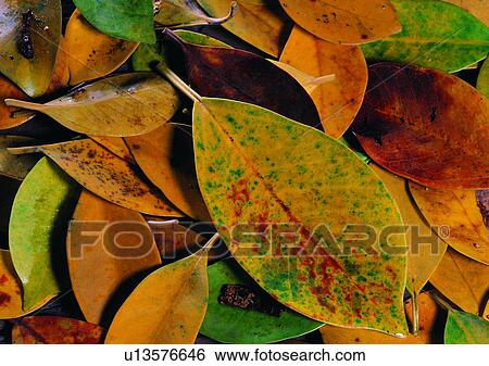 leaf, background, fallen leaf, plant View Large Photo Image Stock Photograph - leaf, background, fallen leaf, plant. Fotosearch