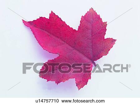 leaf, background, plant, maple leaf View Large Photo Image Stock Image - leaf, background, plant, maple leaf. Fotosearch