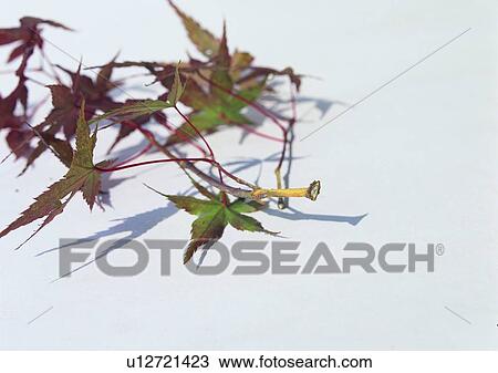 leaf, background, plant View Large Photo Image Stock Image - leaf, background, plant. Fotosearch