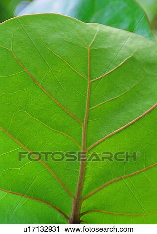 leaf, background, plant View Large Photo Image Stock Image - leaf, background, plant. Fotosearch