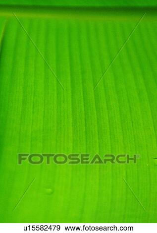 Stock Photo - leaf, background, plant. Fotosearch